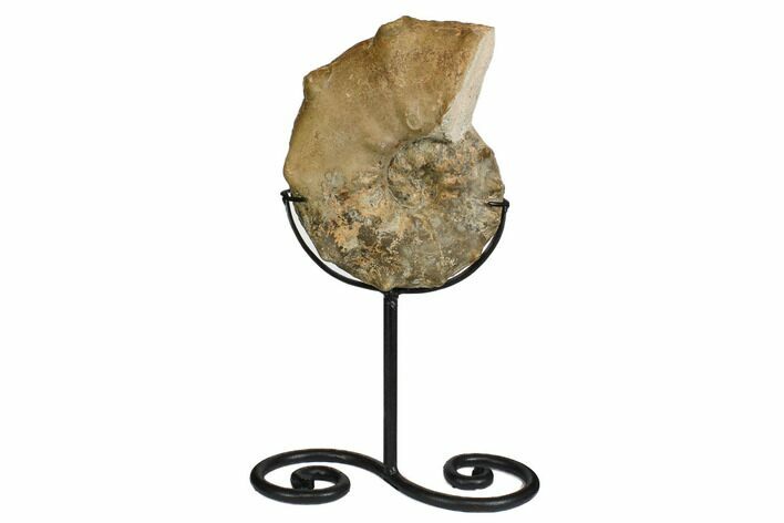 Cretaceous Ammonite (Mammites) With Metal Stand - Morocco #164233